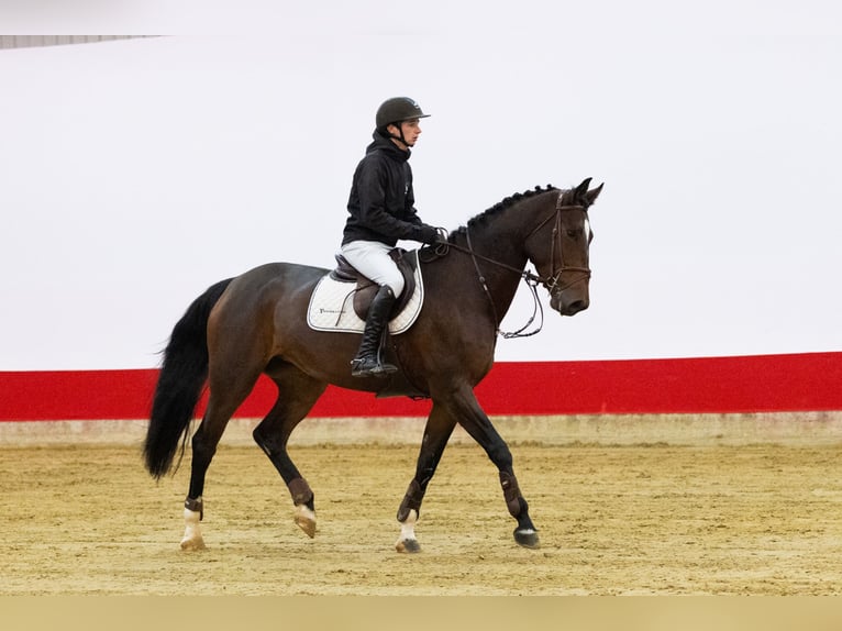 Zangersheider Stute 5 Jahre 170 cm Brauner in Waddinxveen