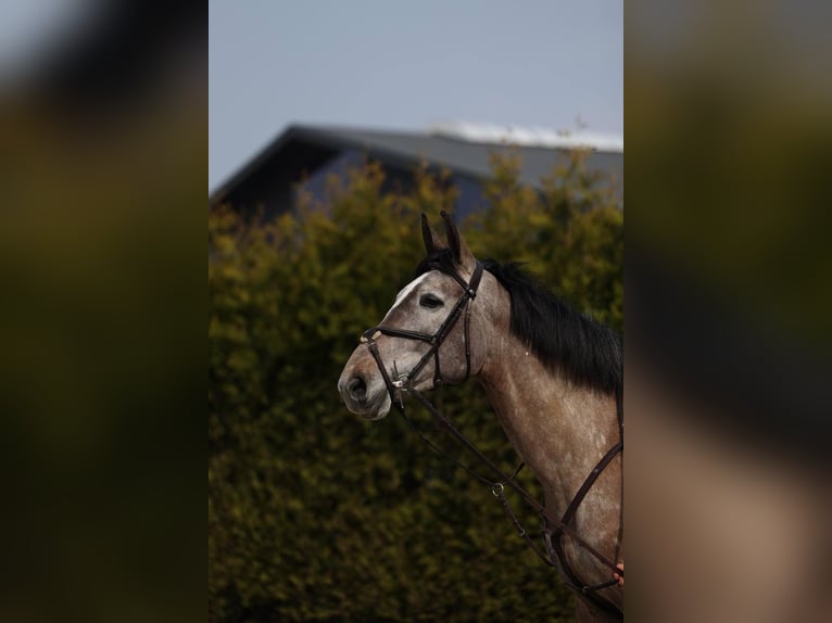 Zangersheider Stute 5 Jahre 171 cm in Krefeld
