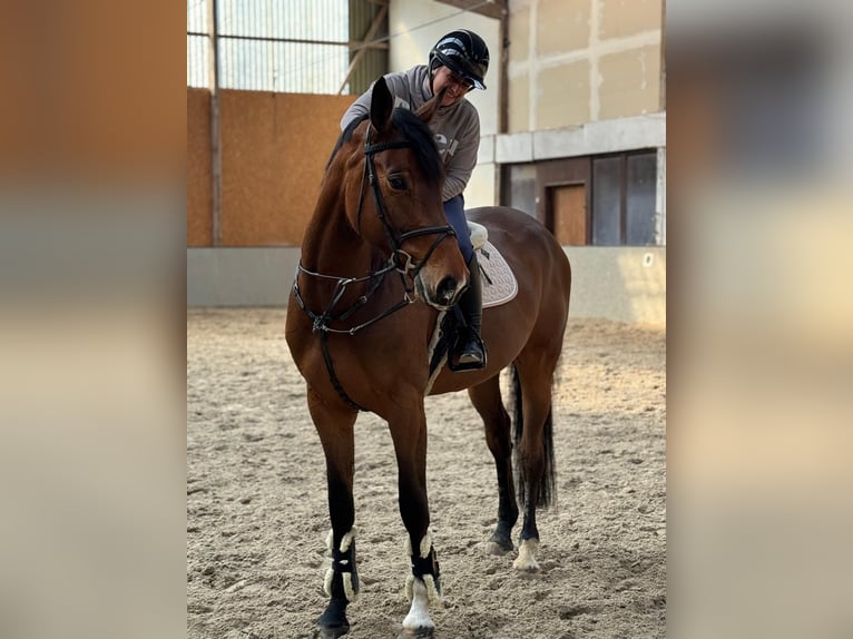 Zangersheider Stute 5 Jahre 174 cm Brauner in Dierdorf