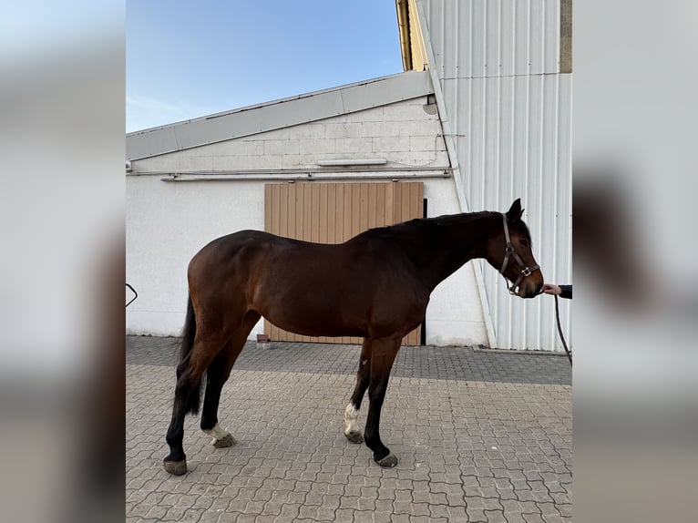 Zangersheider Stute 5 Jahre 174 cm Brauner in Dierdorf