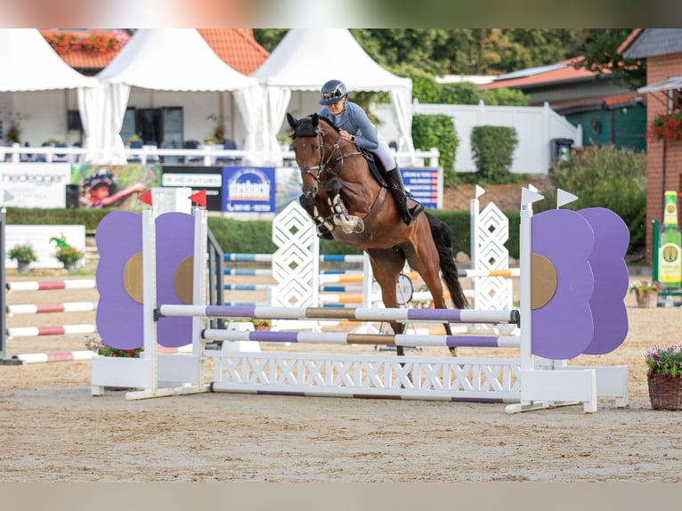 Zangersheider Stute 5 Jahre 174 cm Brauner in Dierdorf