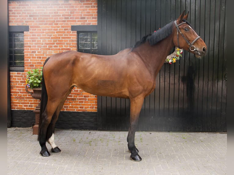 Zangersheider Stute 5 Jahre 175 cm Brauner in Meerstad