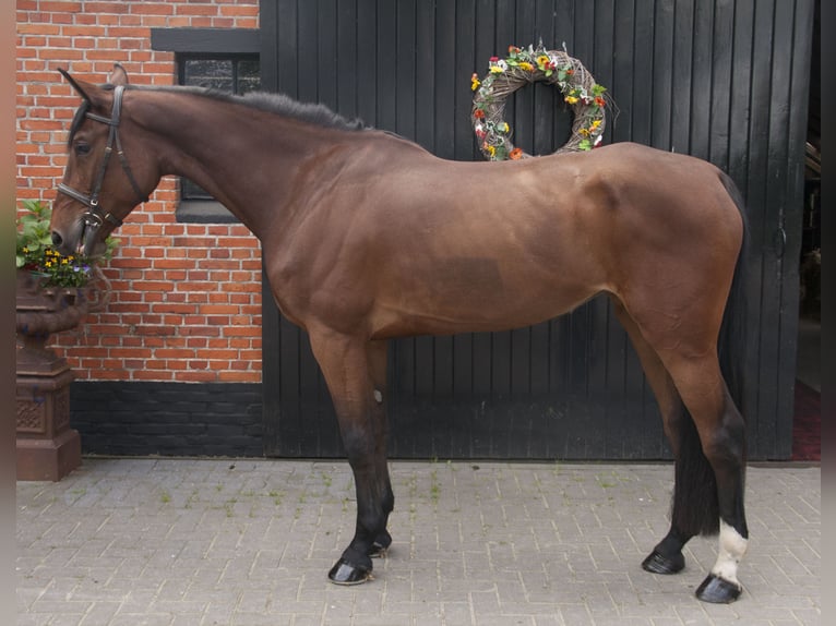 Zangersheider Stute 5 Jahre 175 cm Brauner in Meerstad
