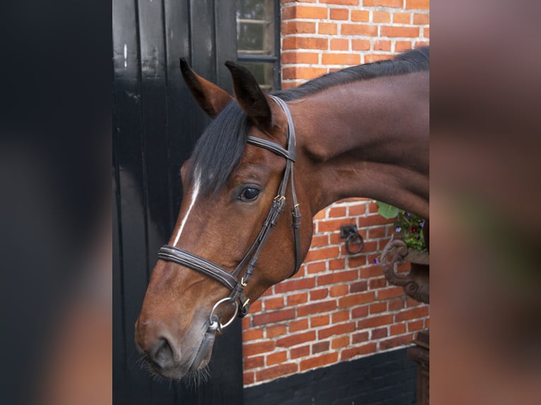 Zangersheider Stute 5 Jahre 175 cm Brauner in Meerstad