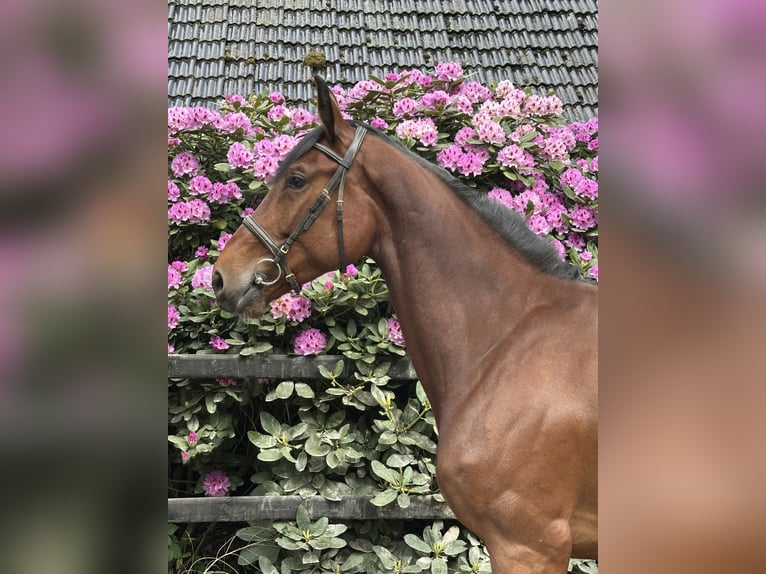Zangersheider Stute 5 Jahre 175 cm Brauner in Meerstad