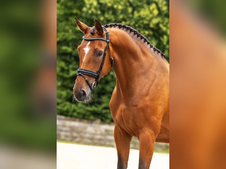 Zangersheider Stute 5 Jahre Brauner in Bocholt