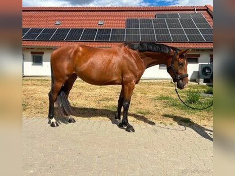 Zangersheider Stute 5 Jahre Dunkelfuchs in Olomouc