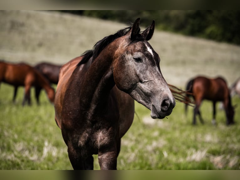 Zangersheider Stute 5 Jahre Schimmel in Oberkirch LU