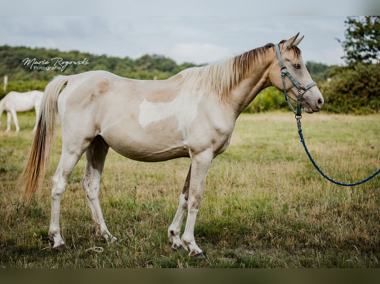 Zangersheider Stute 6 Jahre 155 cm Champagne in Beaumont-Pied-de-Buf