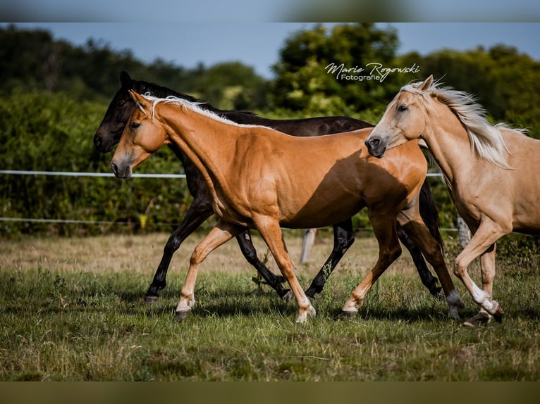 Zangersheider Stute 6 Jahre 156 cm Palomino in Beaumont-Pied-de-Buf