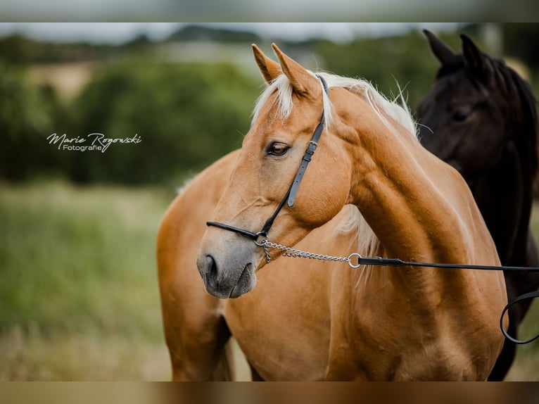 Zangersheider Stute 6 Jahre 156 cm Palomino in Beaumont-Pied-de-Buf
