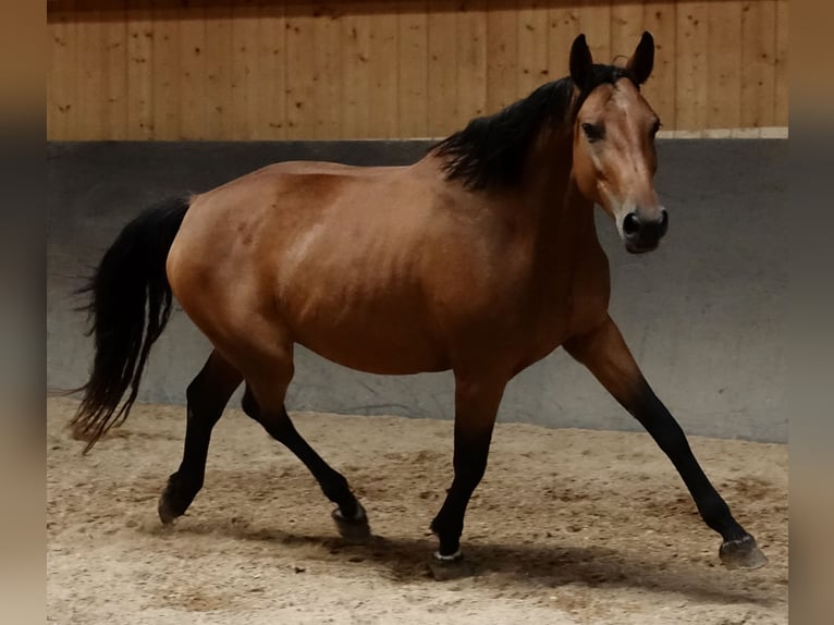 Zangersheider Stute 6 Jahre 157 cm Brauner in Weißenhorn