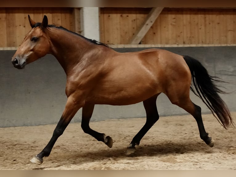 Zangersheider Stute 6 Jahre 157 cm Brauner in Weißenhorn