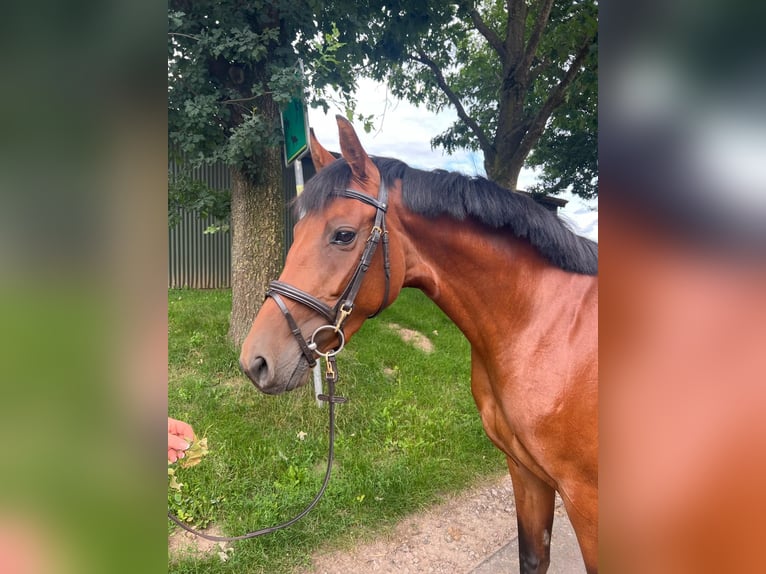 Zangersheider Stute 6 Jahre 157 cm Brauner in Buxtehude