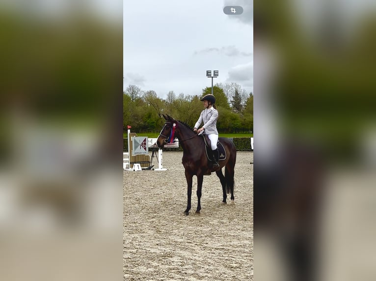 Zangersheider Stute 6 Jahre 158 cm Brauner in Neufchâteau