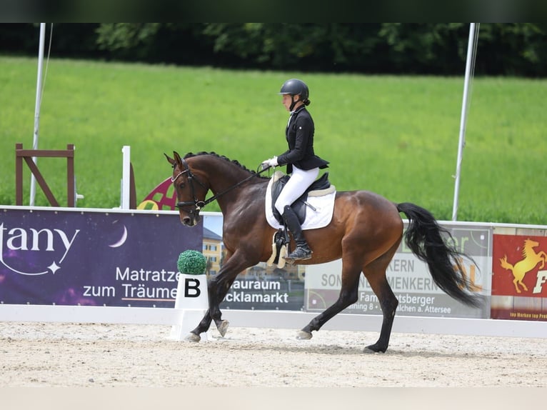 Zangersheider Stute 6 Jahre 158 cm Brauner in Elsbethen