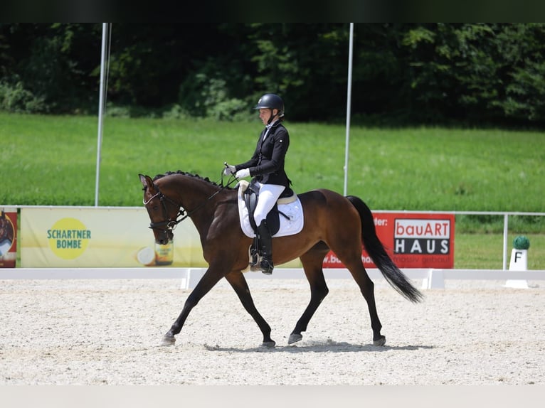 Zangersheider Stute 6 Jahre 158 cm Brauner in Elsbethen
