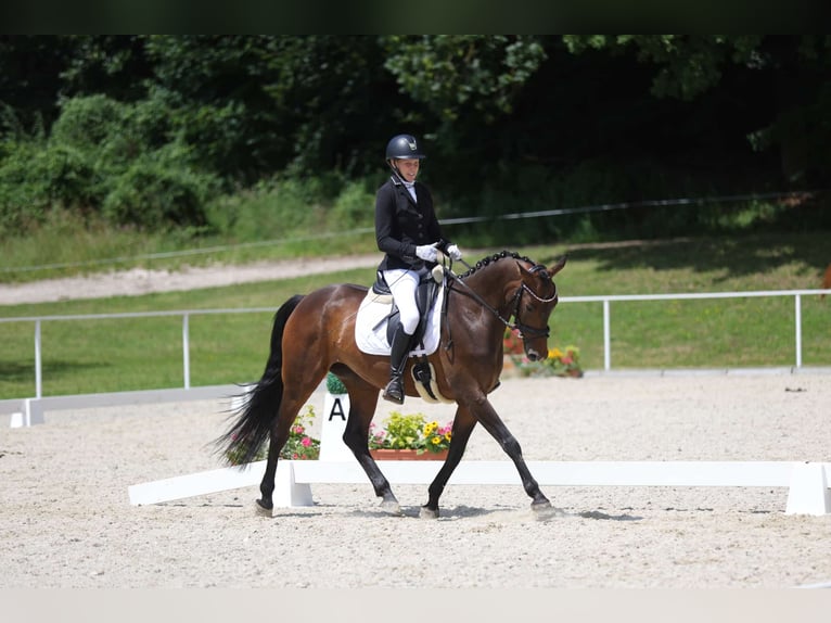 Zangersheider Stute 6 Jahre 158 cm Brauner in Elsbethen