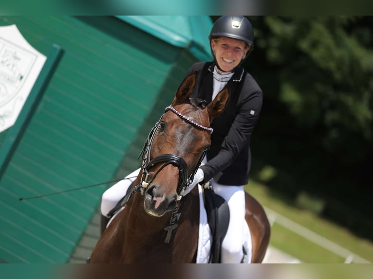 Zangersheider Stute 6 Jahre 158 cm Brauner in Elsbethen