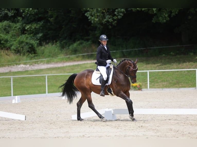 Zangersheider Stute 6 Jahre 158 cm Brauner in Elsbethen