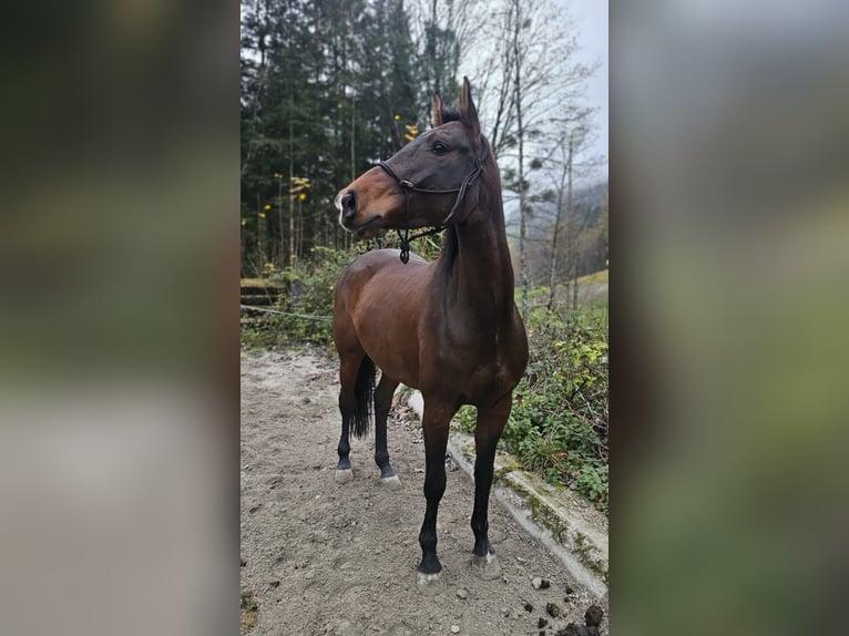 Zangersheider Stute 6 Jahre 158 cm Brauner in Elsbethen