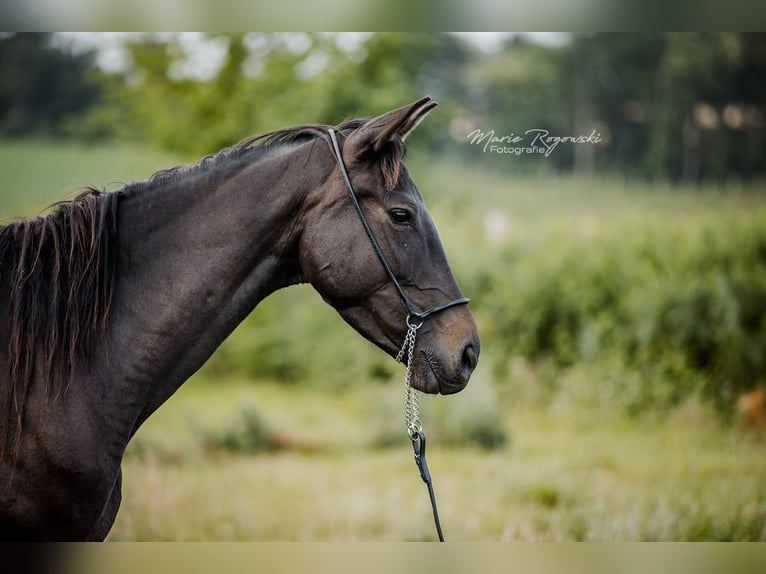 Zangersheider Stute 6 Jahre 158 cm Brauner in Beaumont-Pied-de-Buf