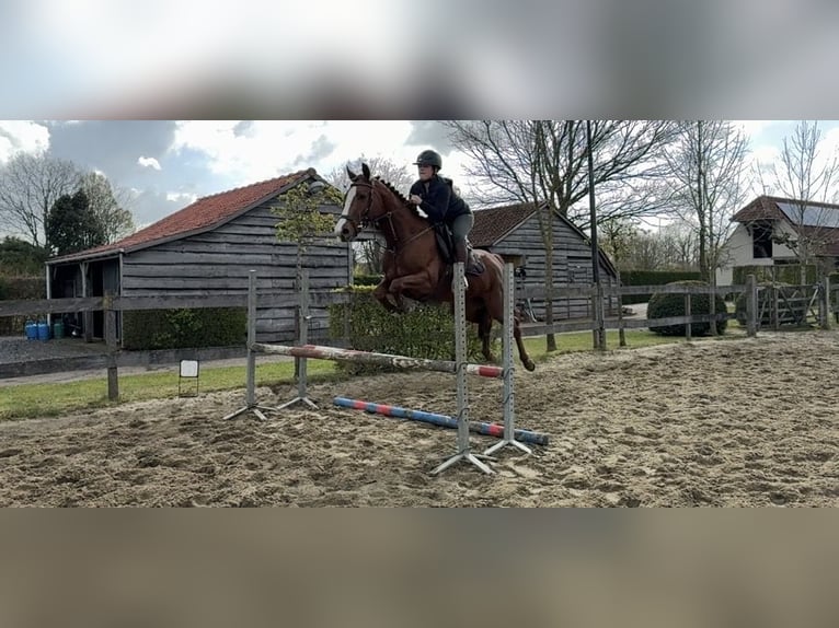 Zangersheider Stute 6 Jahre 160 cm Dunkelfuchs in Zeveneken