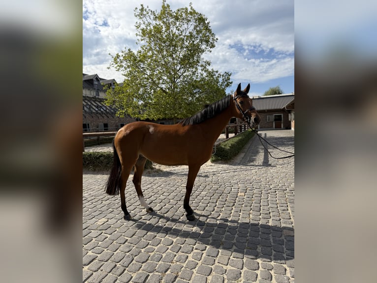 Zangersheider Stute 6 Jahre 161 cm  in Bedburg