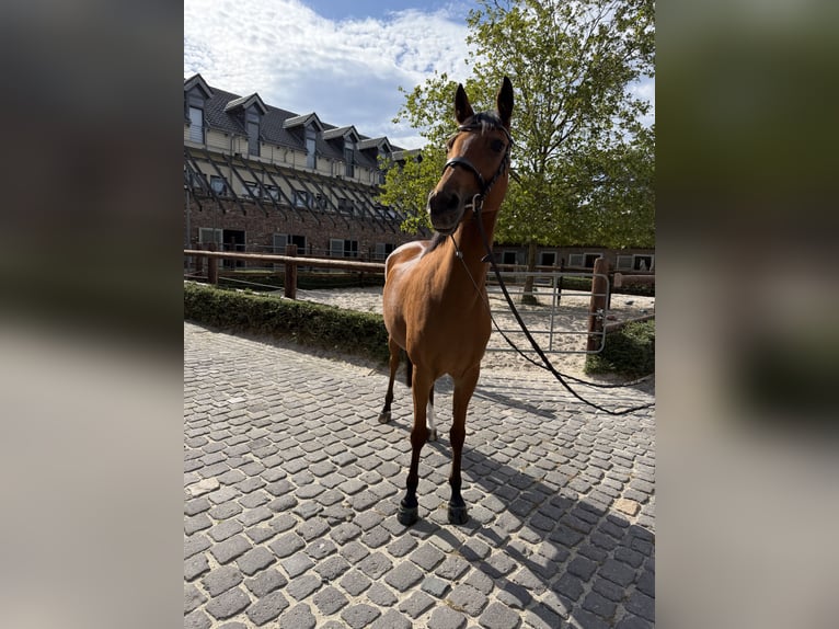 Zangersheider Stute 6 Jahre 161 cm  in Bedburg