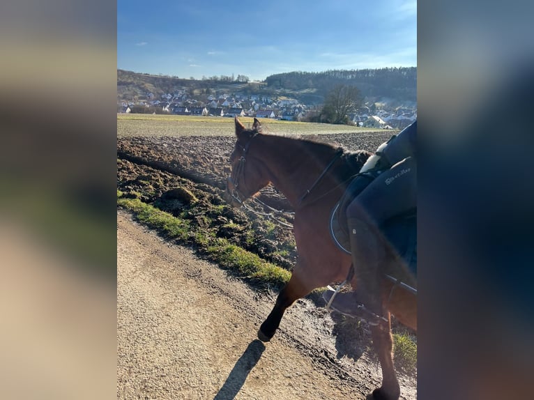 Zangersheider Stute 6 Jahre 162 cm Brauner in Winnenden