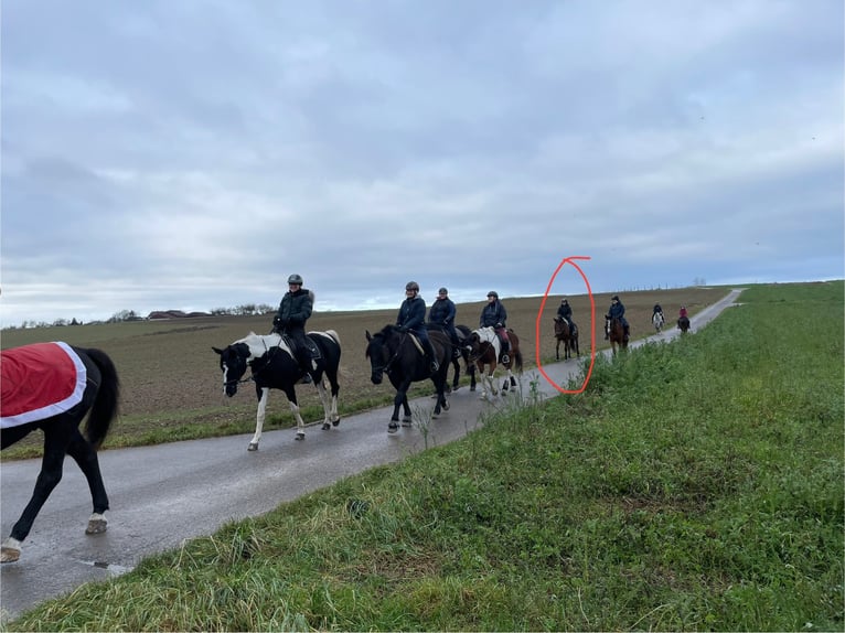Zangersheider Stute 6 Jahre 162 cm Brauner in Winnenden