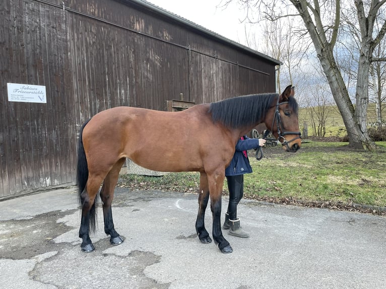 Zangersheider Stute 6 Jahre 162 cm Brauner in Winnenden