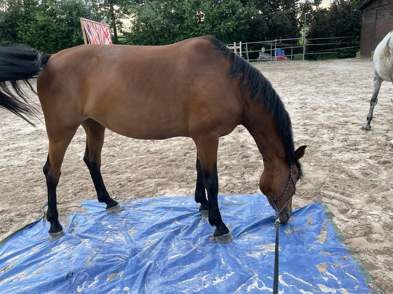 Zangersheider Stute 6 Jahre 162 cm Brauner in Winnenden