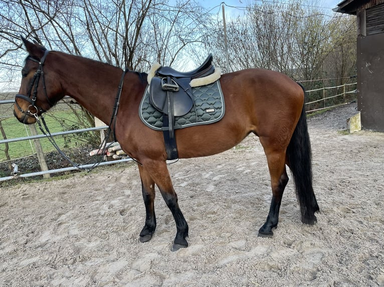 Zangersheider Stute 6 Jahre 162 cm Brauner in Winnenden
