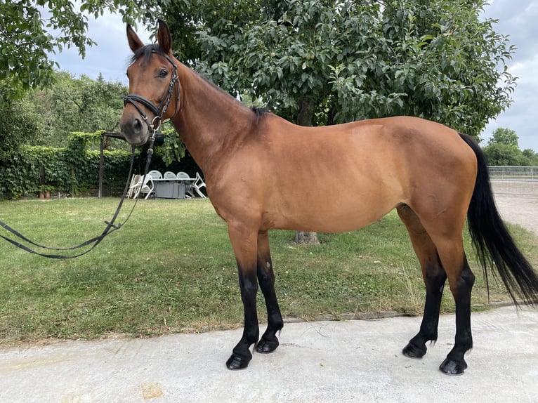 Zangersheider Stute 6 Jahre 162 cm Brauner in Winnenden