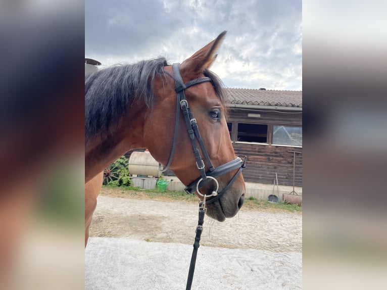 Zangersheider Stute 6 Jahre 162 cm Brauner in Winnenden