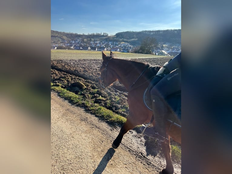 Zangersheider Stute 6 Jahre 162 cm Brauner in Winnenden