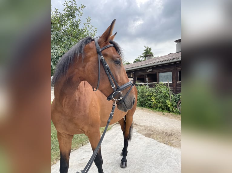 Zangersheider Stute 6 Jahre 162 cm Brauner in Winnenden