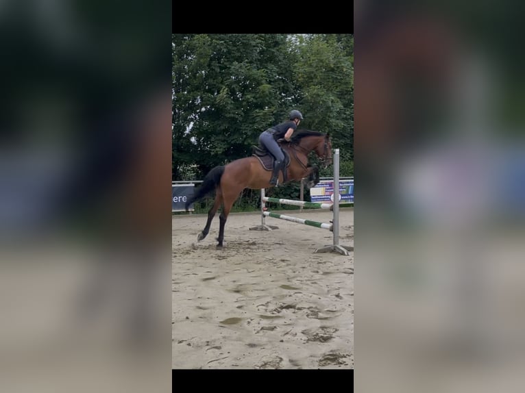 Zangersheider Stute 6 Jahre 162 cm Brauner in Winnenden