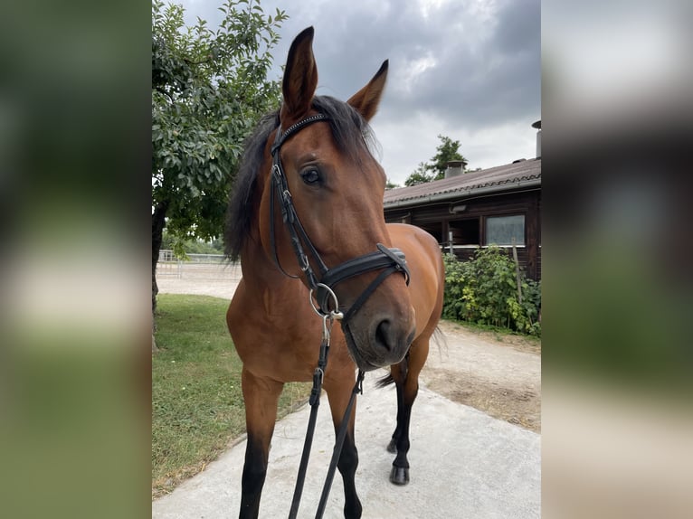 Zangersheider Stute 6 Jahre 162 cm Brauner in Winnenden