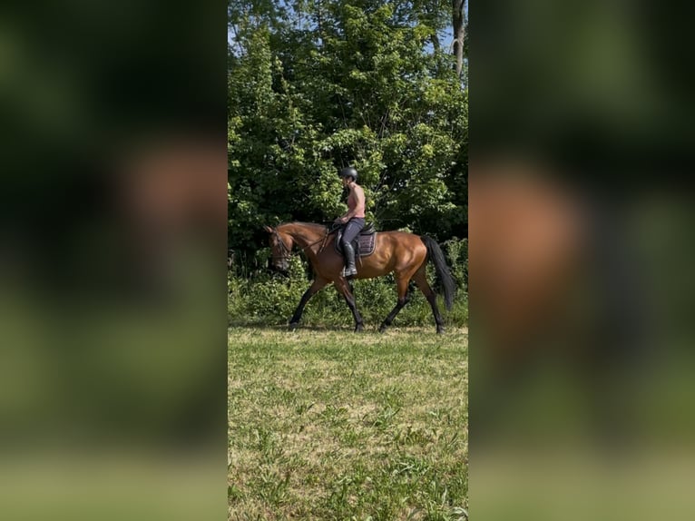 Zangersheider Stute 6 Jahre 162 cm Brauner in Winnenden