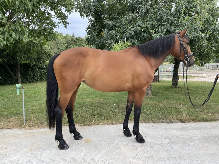 Zangersheider Stute 6 Jahre 162 cm Brauner in Winnenden