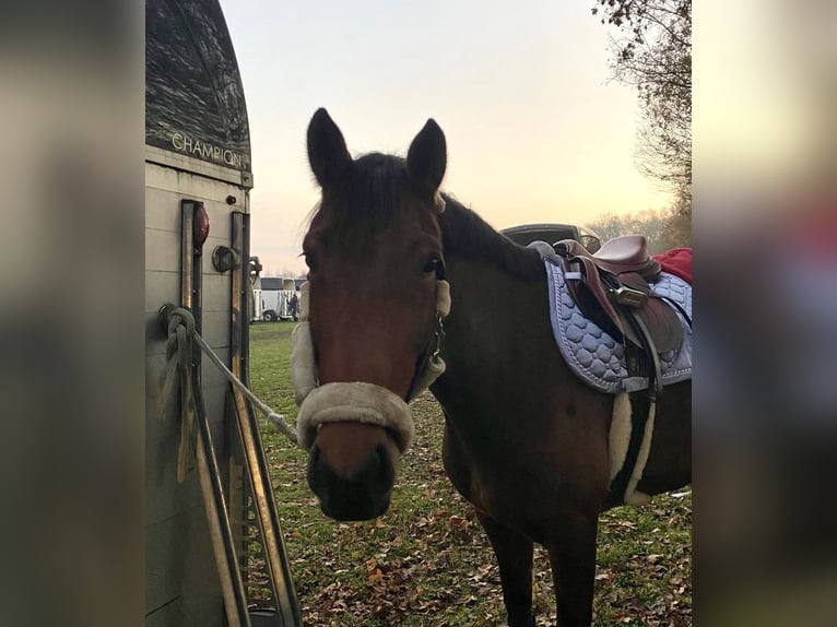 Zangersheider Stute 6 Jahre 162 cm Brauner in M&#xFC;nster