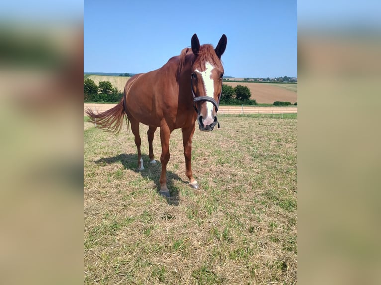 Zangersheider Stute 6 Jahre 163 cm Fuchs in Schwaigern