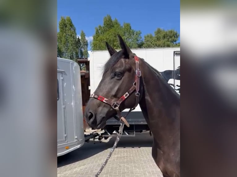 Zangersheider Stute 6 Jahre 164 cm Rappe in Pohlheim