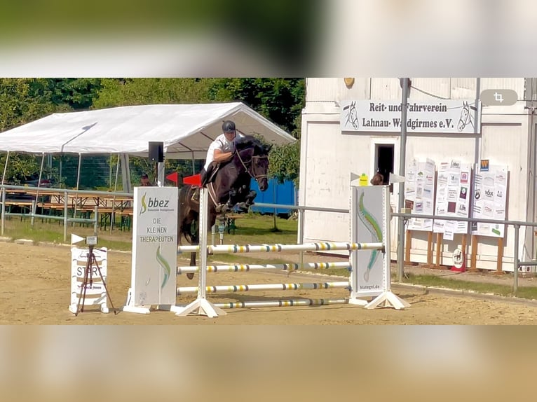 Zangersheider Stute 6 Jahre 164 cm Rappe in Pohlheim