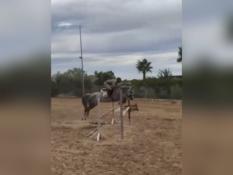 Zangersheider Stute 6 Jahre 164 cm Schimmel in Coín, Málaga
