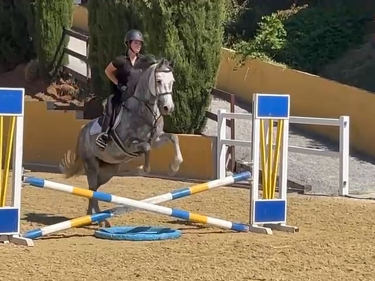 Zangersheider Stute 6 Jahre 164 cm Schimmel in Coín, Málaga
