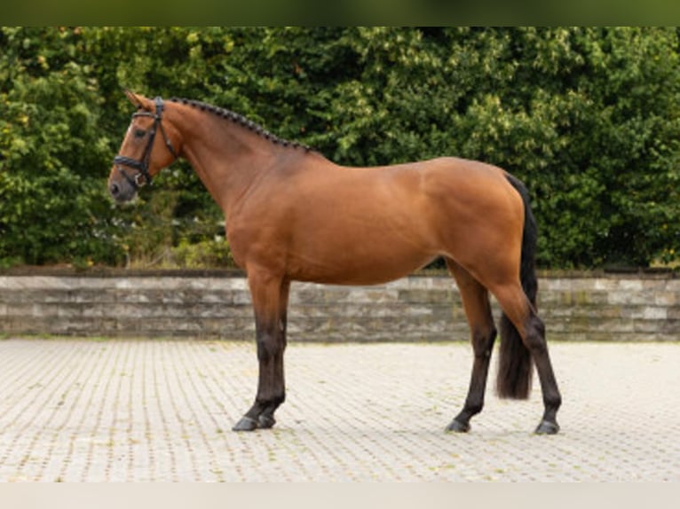 Zangersheider Stute 6 Jahre 165 cm Brauner in Gablingen