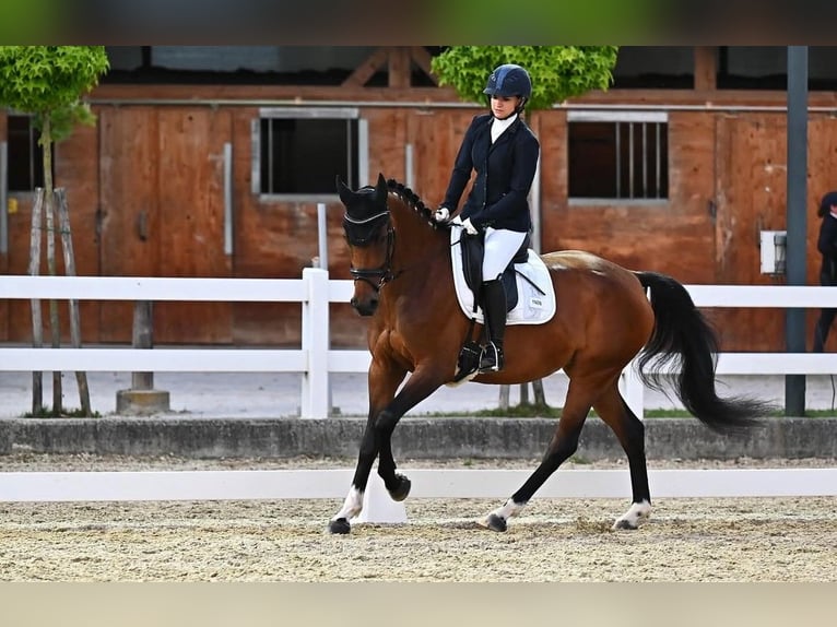 Zangersheider Stute 6 Jahre 165 cm Brauner in Feldbach